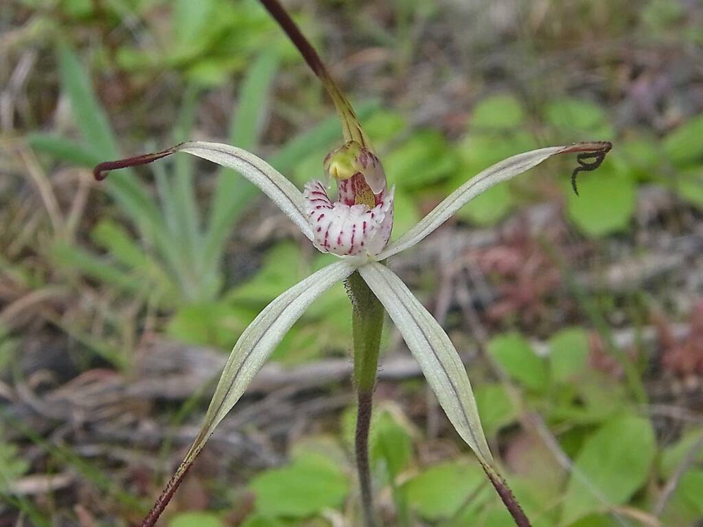 Caladenia melanema (Ballerina Orchid), South-west WA © Terry Dunham