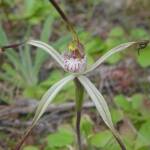 Caladenia melanema (Ballerina Orchid), South-west WA © Terry Dunham
