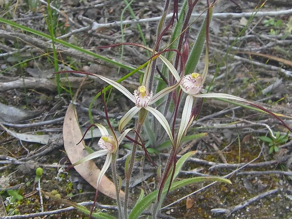 Caladenia melanema (Ballerina Orchid), South-west WA © Terry Dunham