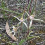 Caladenia melanema (Ballerina Orchid), South-west WA © Terry Dunham