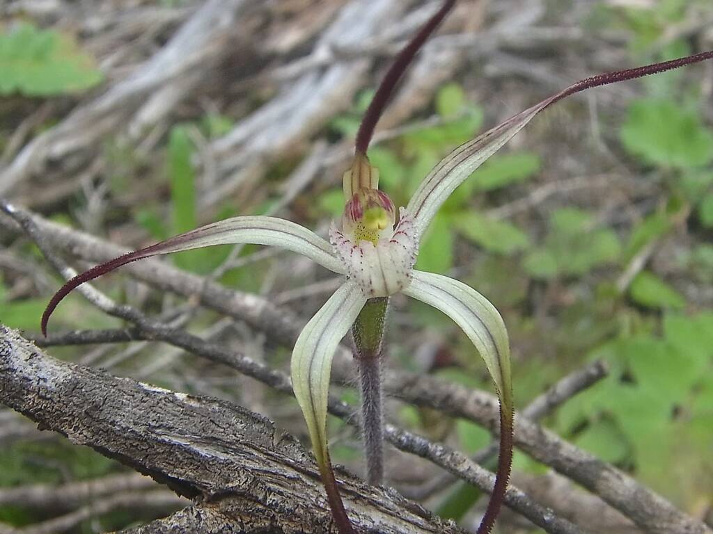 Caladenia melanema (Ballerina Orchid), South-west WA © Terry Dunham
