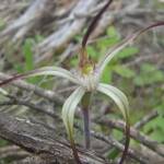 Caladenia melanema (Ballerina Orchid), South-west WA © Terry Dunham