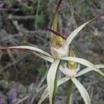 Caladenia melanema (Ballerina Orchid), South-west WA © Terry Dunham