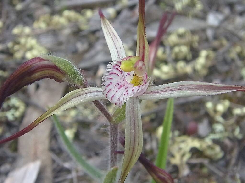 Caladenia melanema (Ballerina Orchid), South-west WA © Terry Dunham