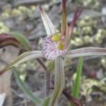 Caladenia melanema (Ballerina Orchid), South-west WA © Terry Dunham