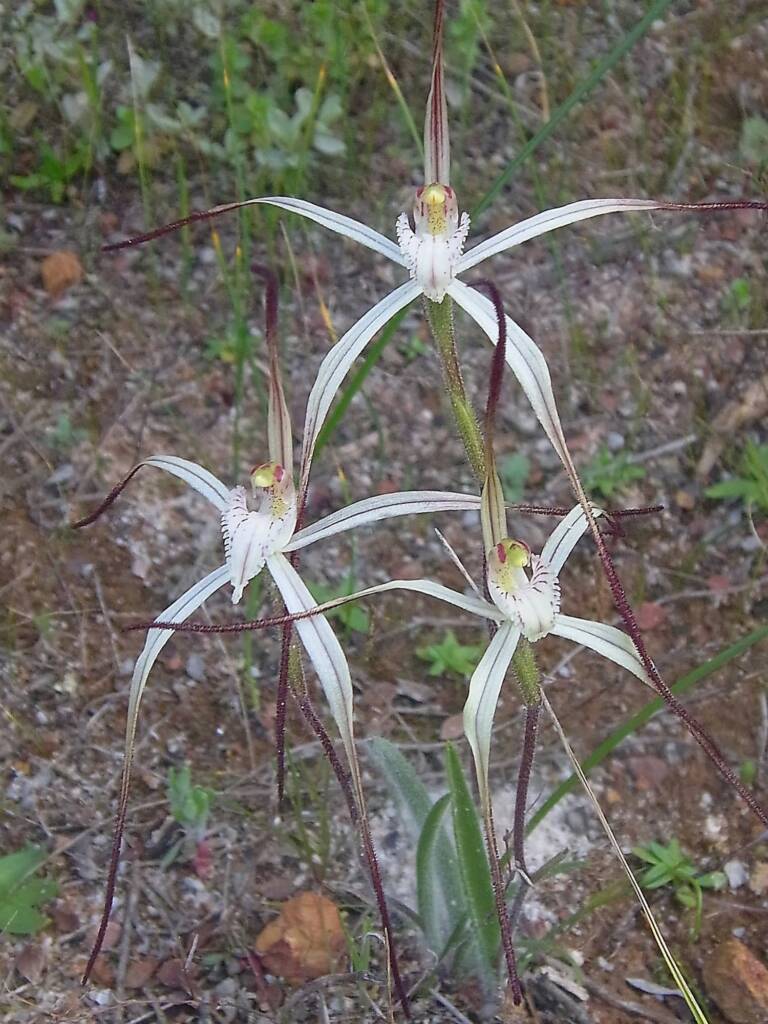 Caladenia melanema (Ballerina Orchid), South-west WA © Terry Dunham