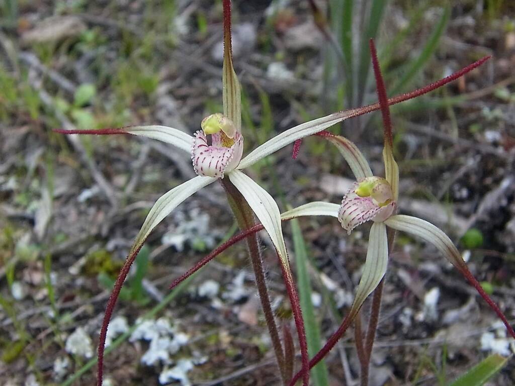 Caladenia melanema (Ballerina Orchid), South-west WA © Terry Dunham