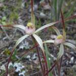 Caladenia melanema (Ballerina Orchid), South-west WA © Terry Dunham