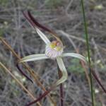 Caladenia melanema (Ballerina Orchid), South-west WA © Terry Dunham