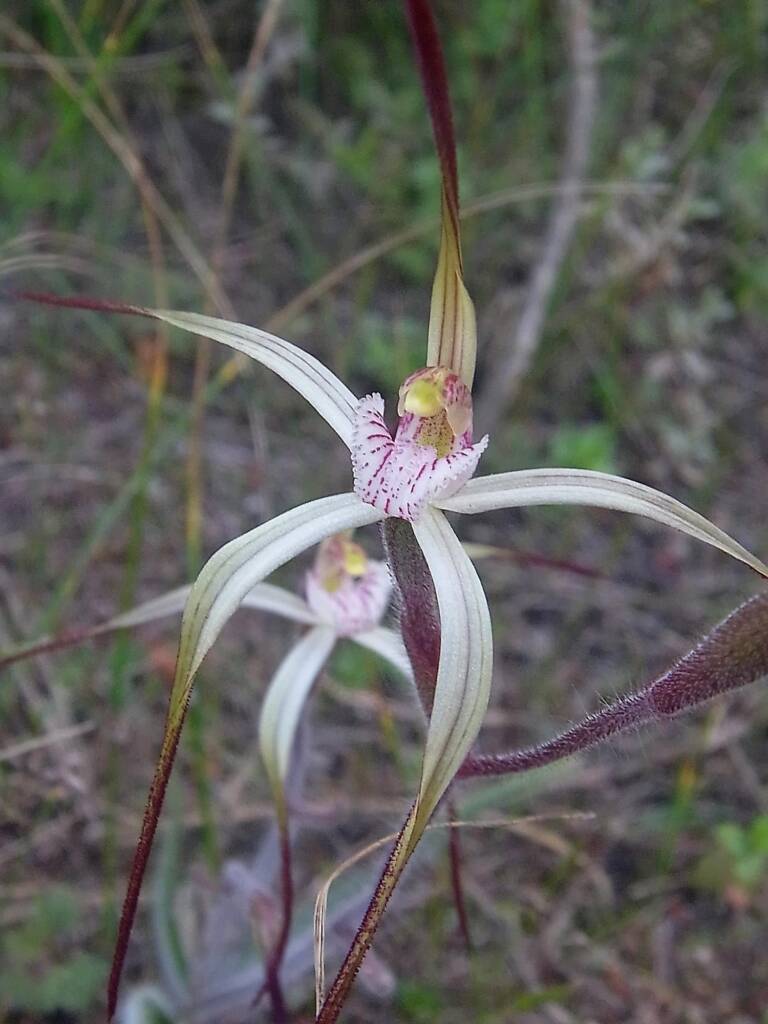 Caladenia melanema (Ballerina Orchid), South-west WA © Terry Dunham