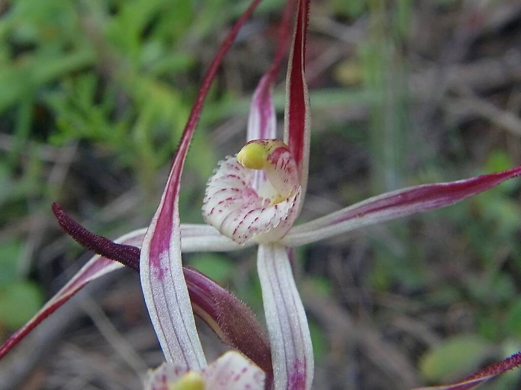 Caladenia melanema (Ballerina Orchid), South-west WA © Terry Dunham