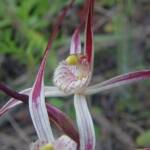 Caladenia melanema (Ballerina Orchid), South-west WA © Terry Dunham