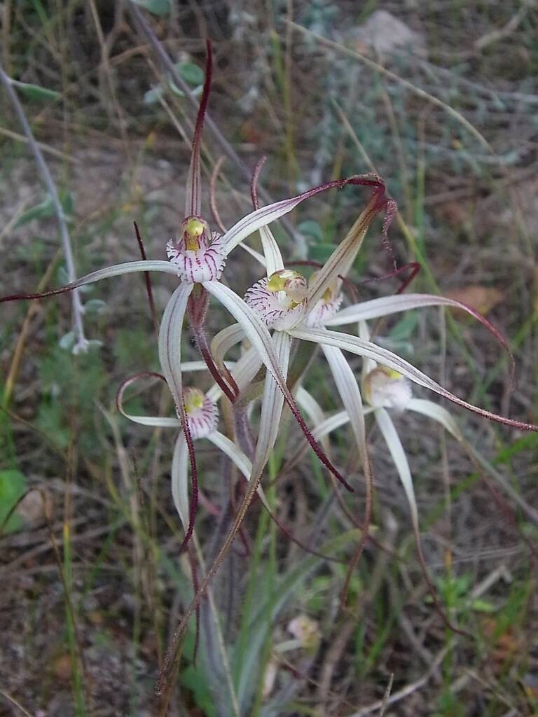 Caladenia melanema (Ballerina Orchid), South-west WA © Terry Dunham