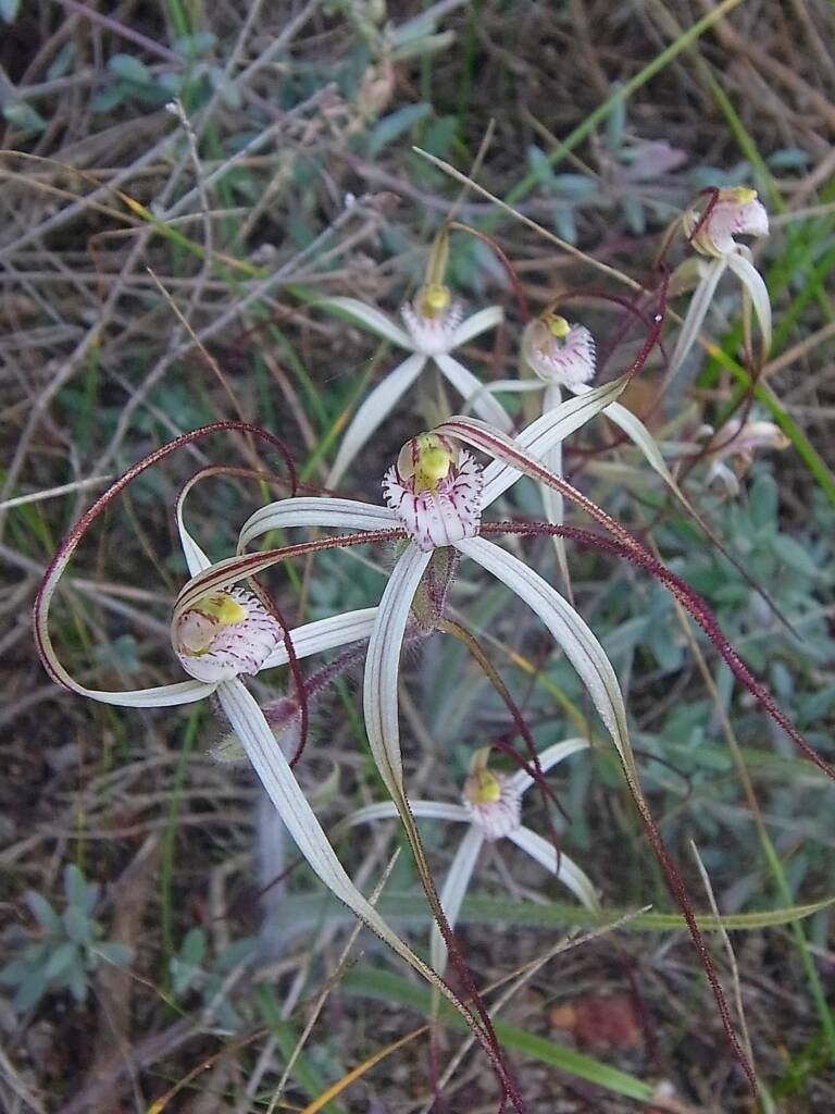 Caladenia melanema (Ballerina Orchid), South-west WA © Terry Dunham