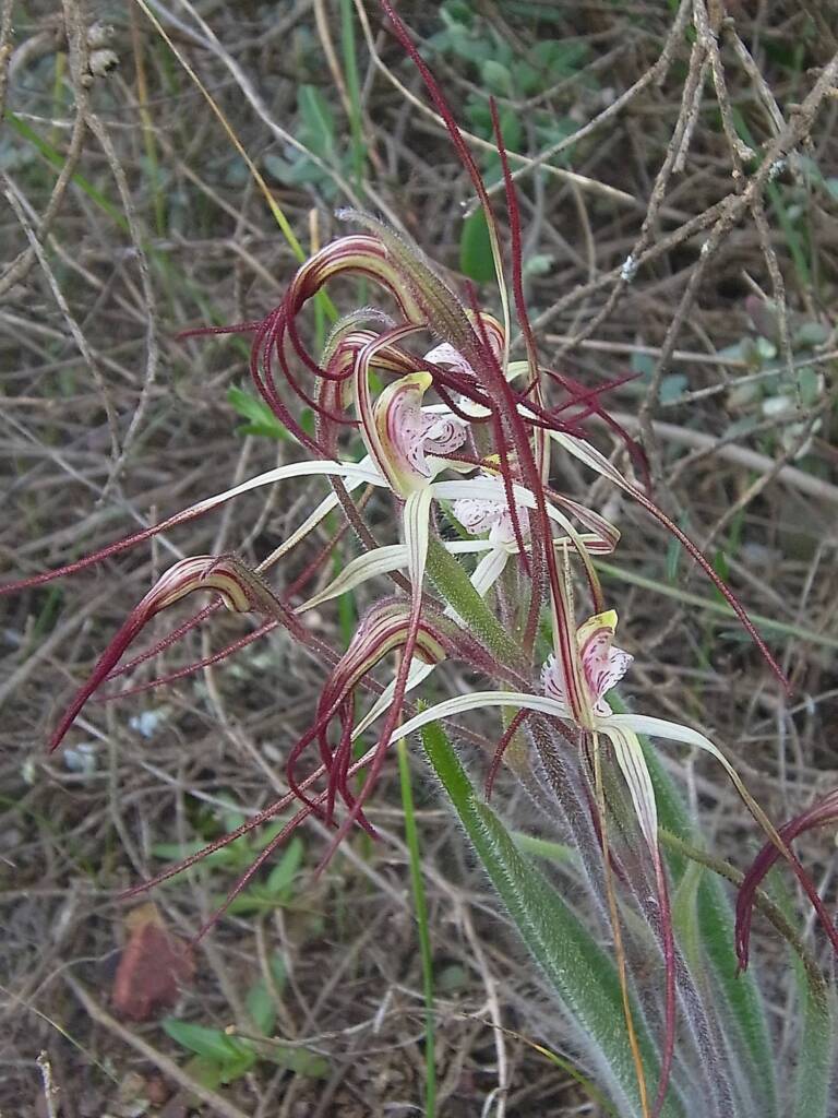 Caladenia melanema (Ballerina Orchid), South-west WA © Terry Dunham