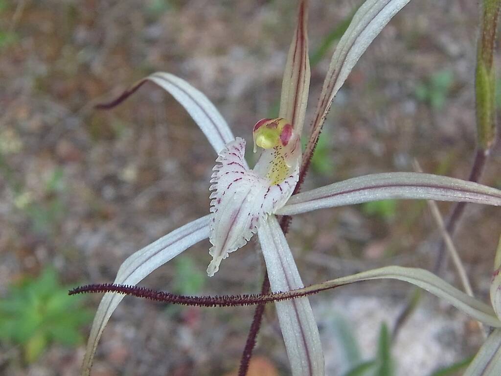 Caladenia melanema (Ballerina Orchid), South-west WA © Terry Dunham