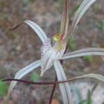Caladenia melanema (Ballerina Orchid), South-west WA © Terry Dunham