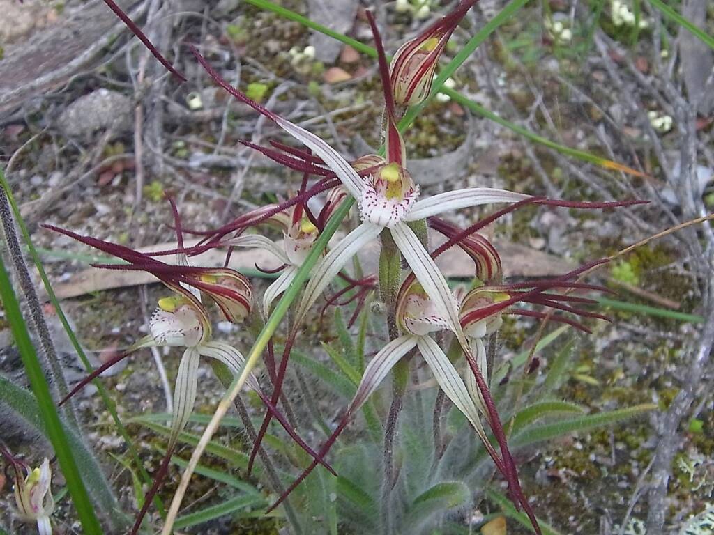 Caladenia melanema (Ballerina Orchid), South-west WA © Terry Dunham