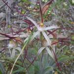 Caladenia melanema (Ballerina Orchid), South-west WA © Terry Dunham