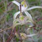 Caladenia melanema (Ballerina Orchid), South-west WA © Terry Dunham