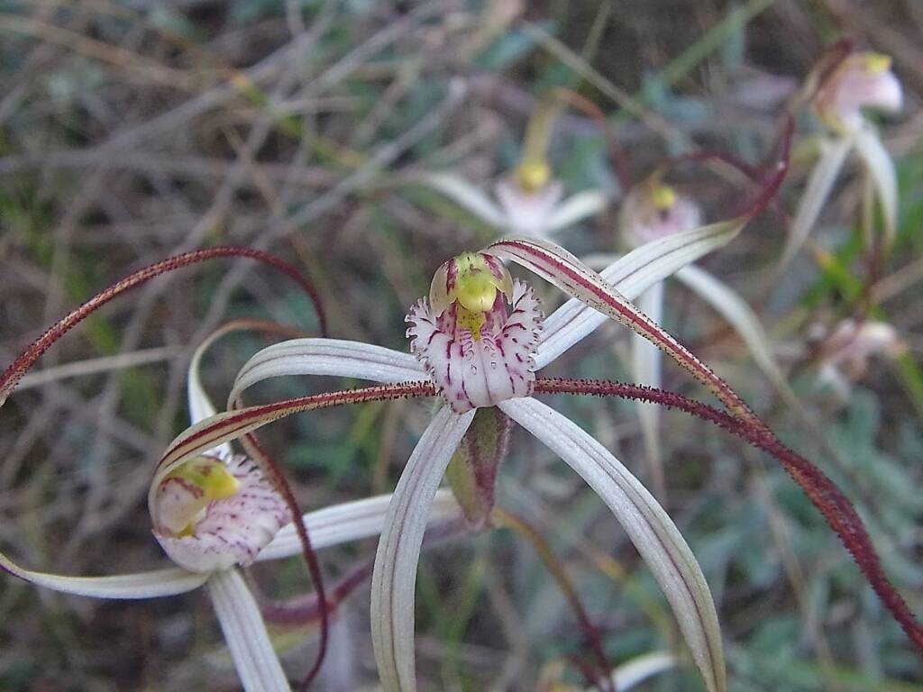 Caladenia melanema (Ballerina Orchid), South-west WA © Terry Dunham