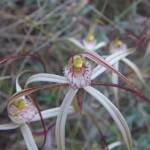 Caladenia melanema (Ballerina Orchid), South-west WA © Terry Dunham