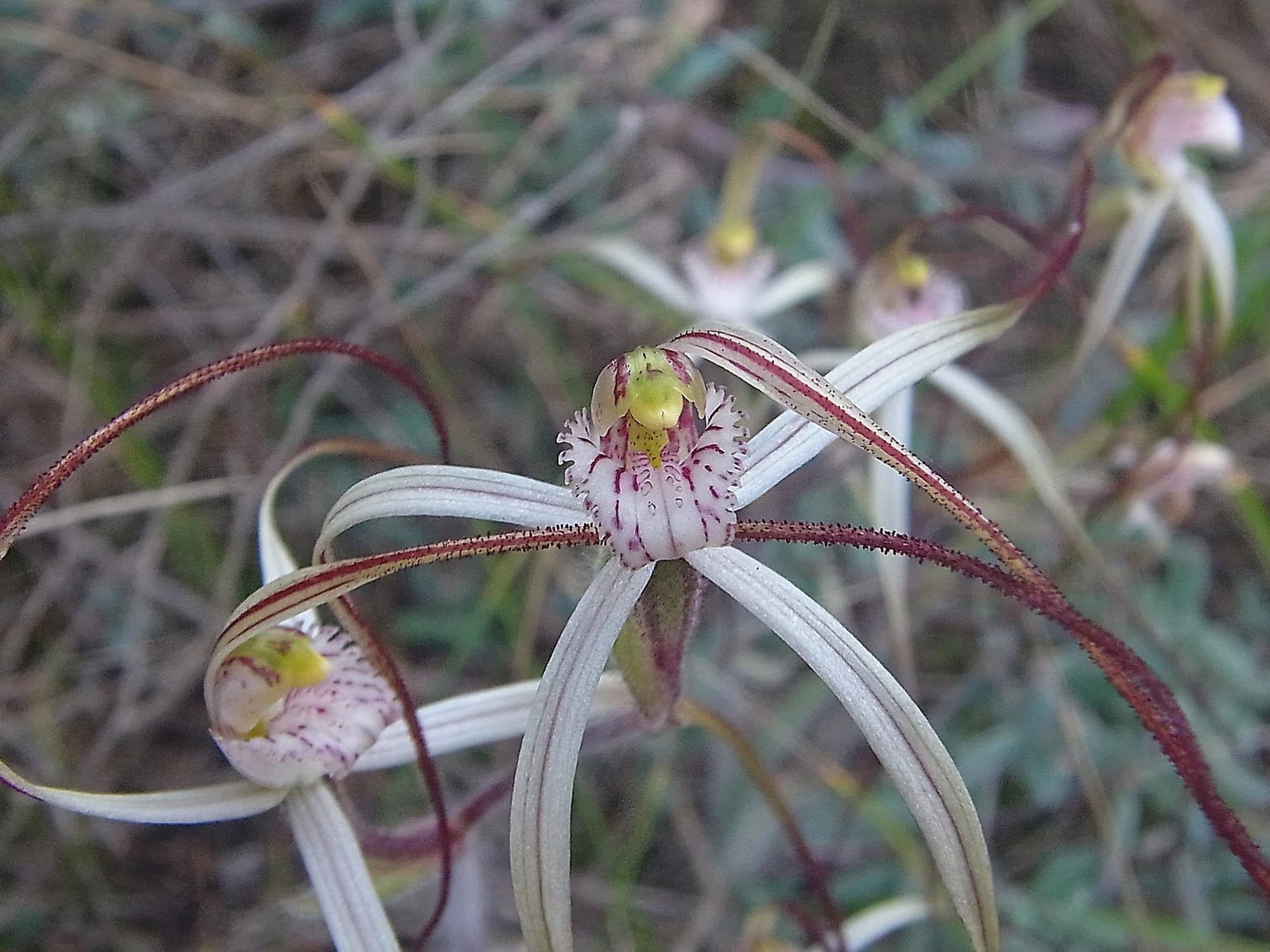 Caladenia melanema (Ballerina Orchid), South-west WA © Terry Dunham