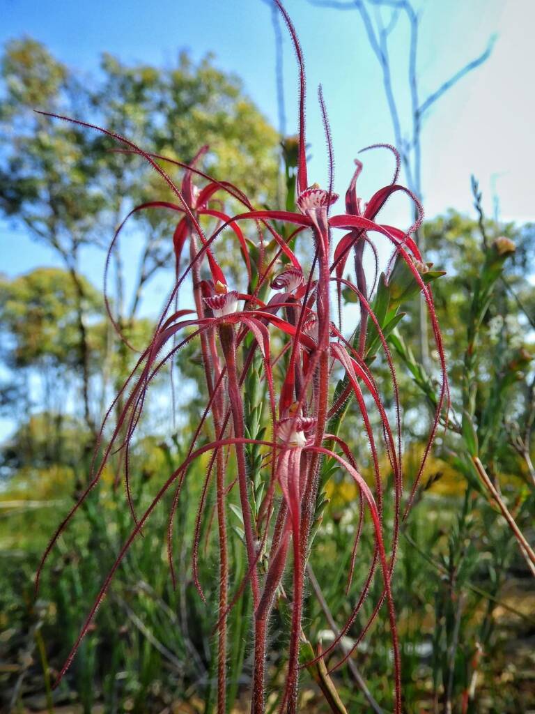 Caladenia pulchra (Slender Spider Orchid), Stirling Range National Park WA © Terry Dunham