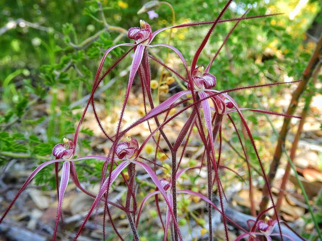 Caladenia pulchra (Slender Spider Orchid), Stirling Range National Park WA © Terry Dunham
