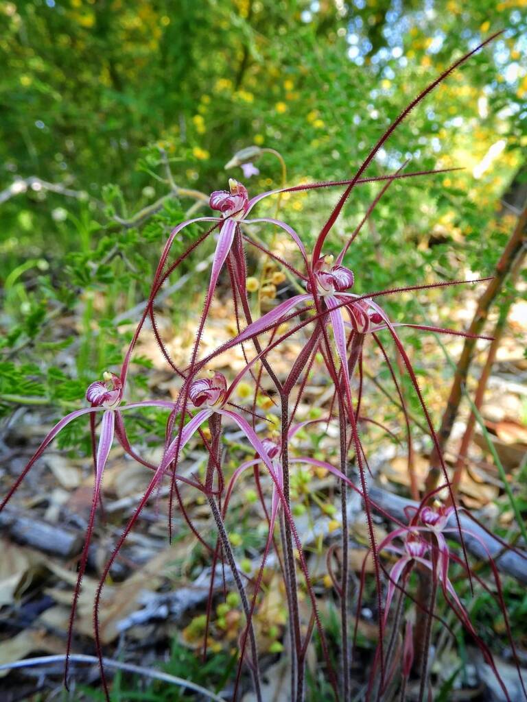 Caladenia pulchra (Slender Spider Orchid), Stirling Range National Park WA © Terry Dunham