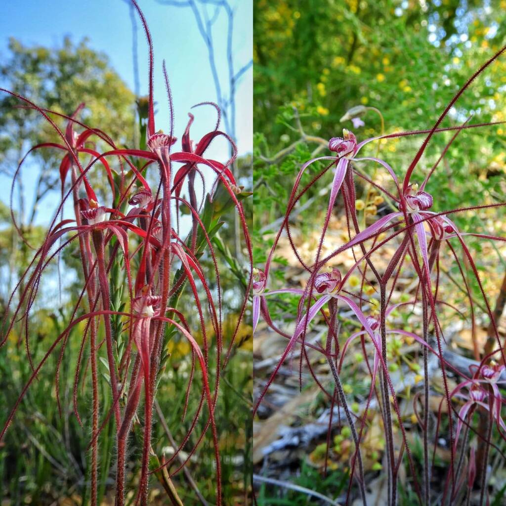 Caladenia pulchra (Slender Spider Orchid), Stirling Range National Park WA © Terry Dunham