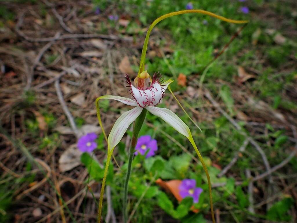 Caladenia serotina (Christmas Spider Orchid), Great Southern Region WA © Terry Dunham