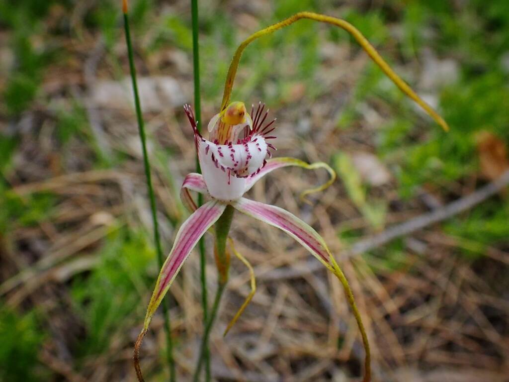Caladenia serotina (Christmas Spider Orchid), Great Southern Region WA © Terry Dunham