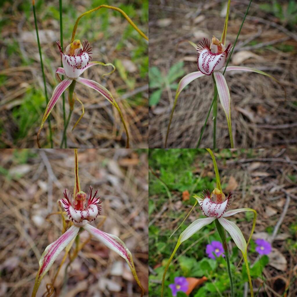 Caladenia serotina (Christmas Spider Orchid), Great Southern Region WA © Terry Dunham