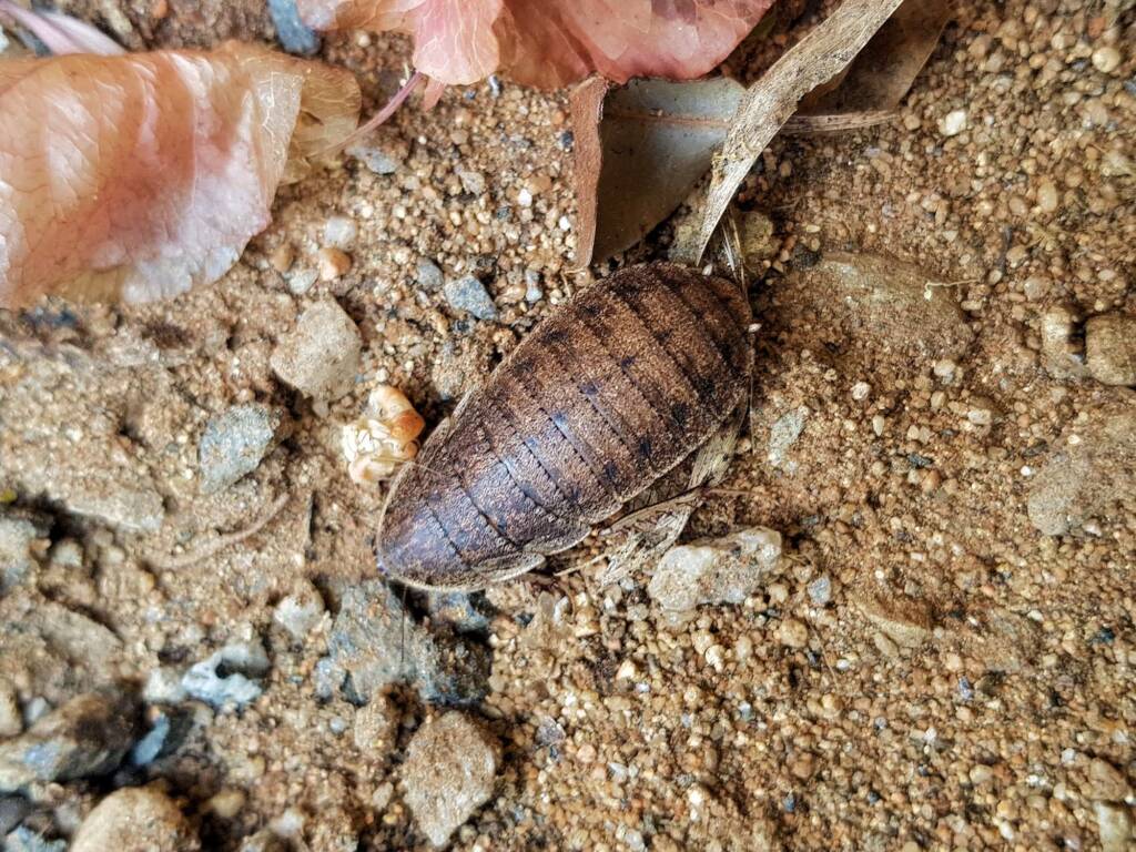 Calolampra sp (Bark Cockroach), Alice Springs NT