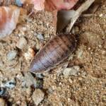 Calolampra sp (Bark Cockroach), Alice Springs NT