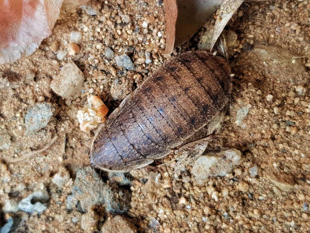 Calolampra sp (Bark Cockroach), Alice Springs NT