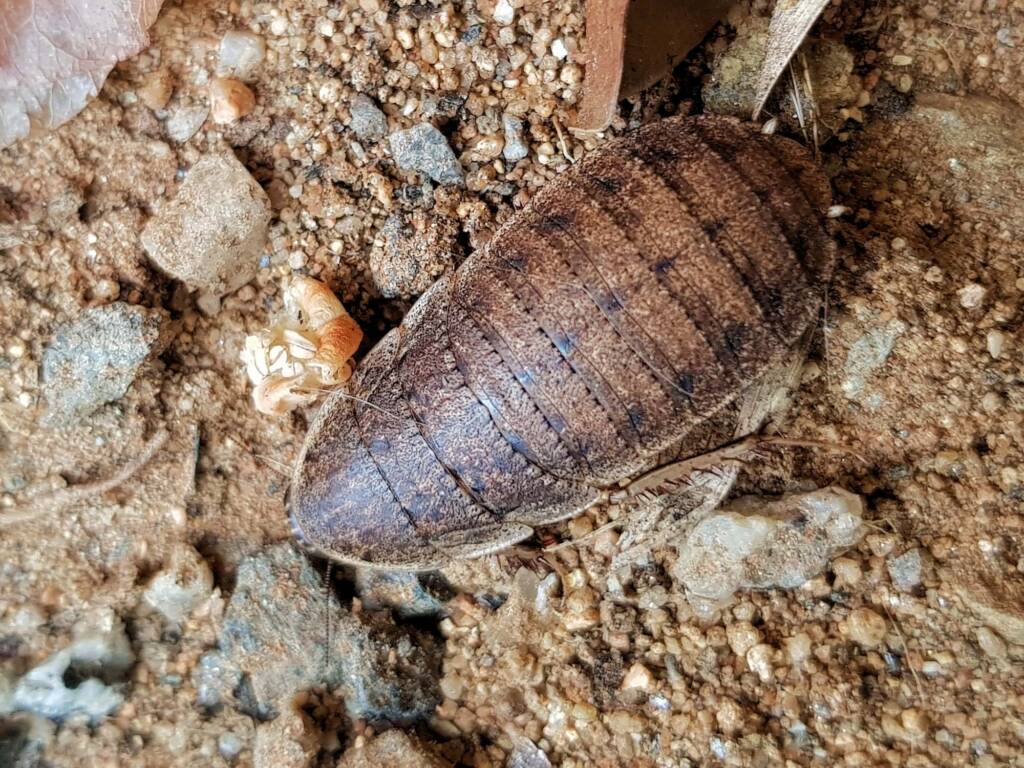 Calolampra sp (Bark Cockroach), Alice Springs NT