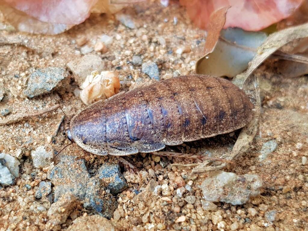 Calolampra sp (Bark Cockroach), Alice Springs NT
