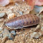 Calolampra sp (Bark Cockroach), Alice Springs NT