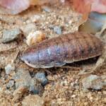Calolampra sp (Bark Cockroach), Alice Springs NT
