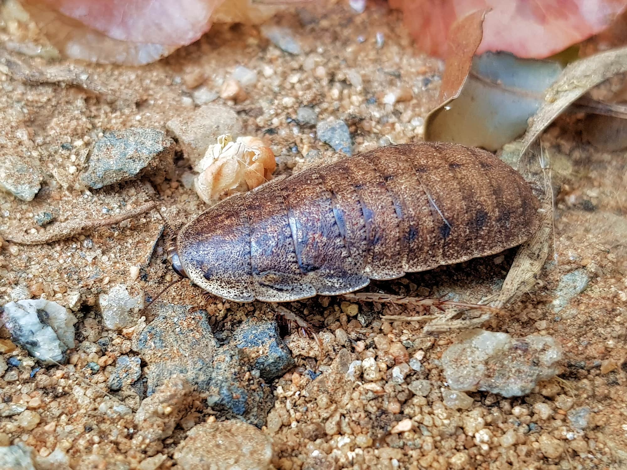 Calolampra sp (Bark Cockroach), Alice Springs NT