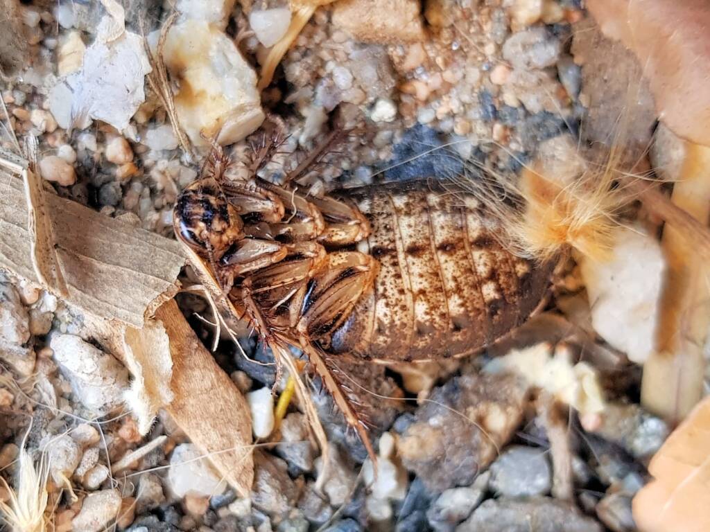 Calolampra sp (Bark Cockroach), Alice Springs NT