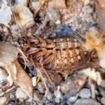 Calolampra sp (Bark Cockroach), Alice Springs NT