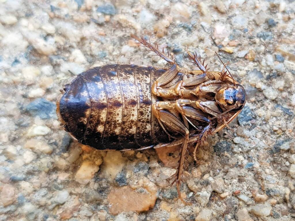 Calolampra sp (Bark Cockroach), Alice Springs NT