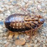 Calolampra sp (Bark Cockroach), Alice Springs NT