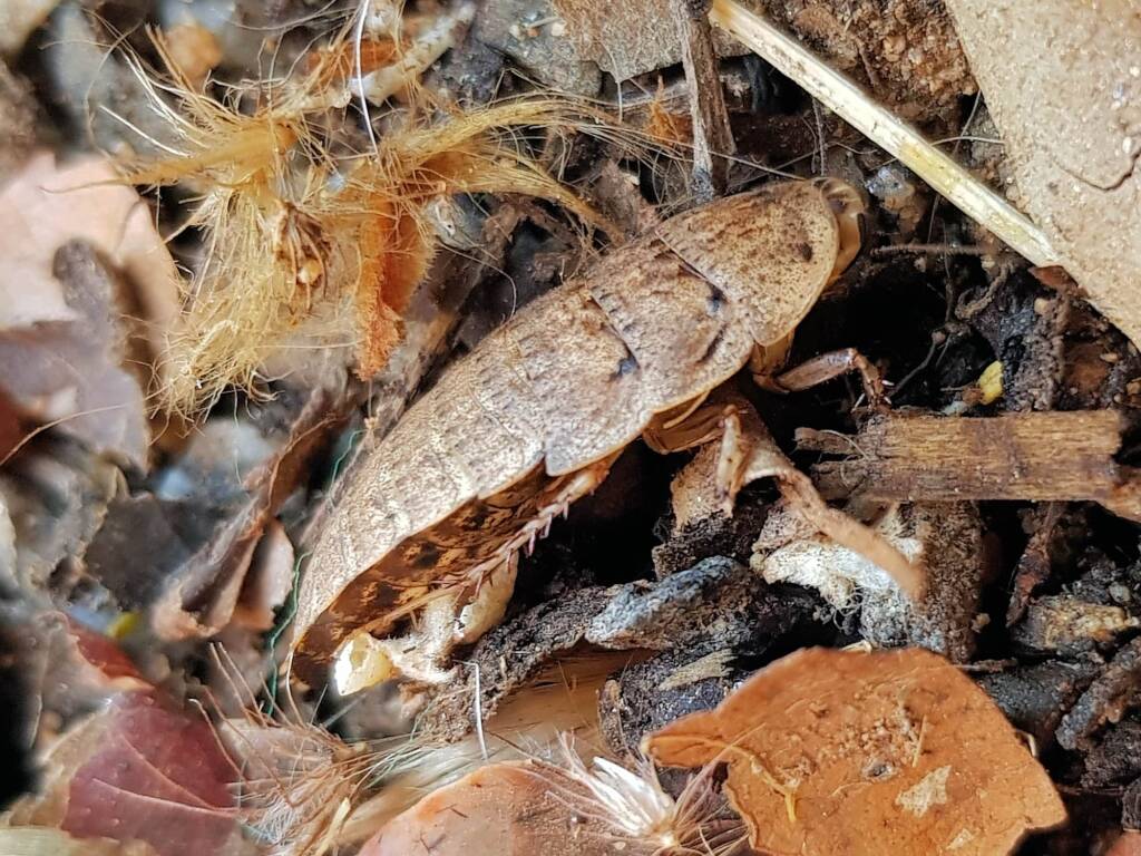 Calolampra sp (Bark Cockroach), Alice Springs NT