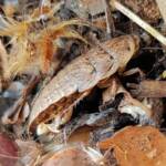 Calolampra sp (Bark Cockroach), Alice Springs NT