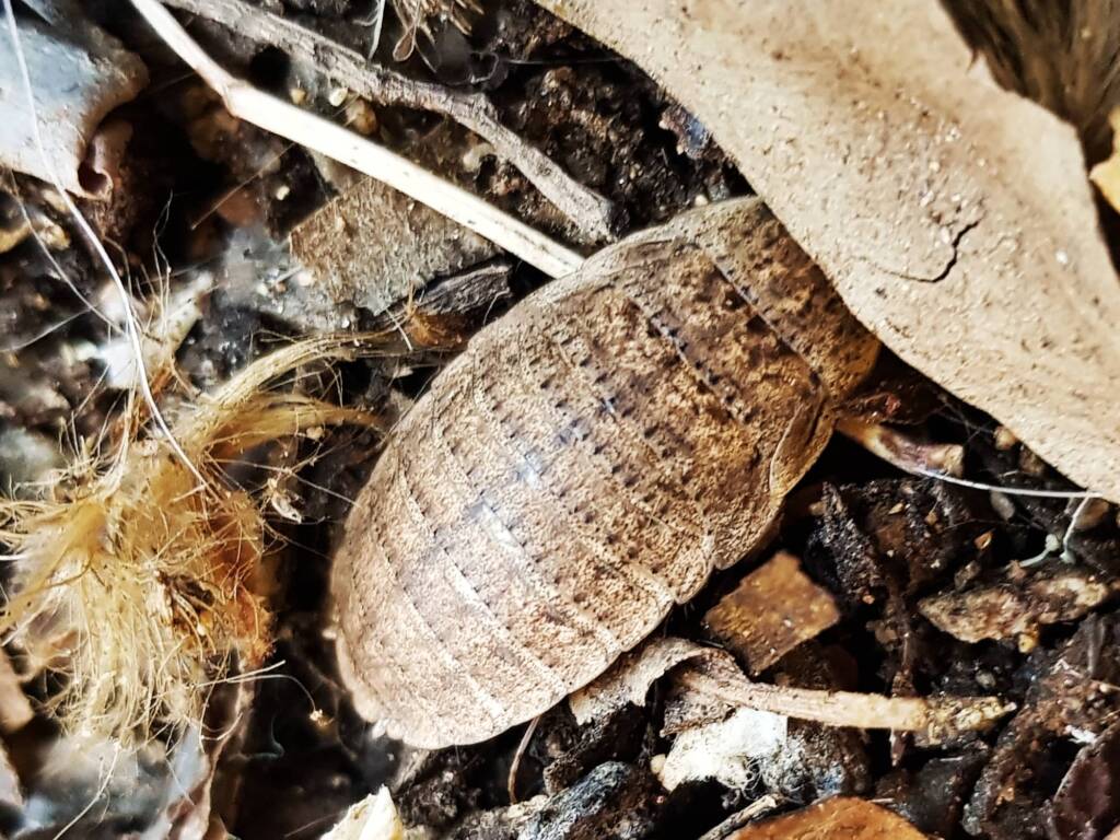 Calolampra sp (Bark Cockroach), Alice Springs NT