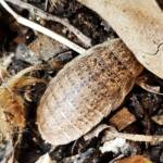 Calolampra sp (Bark Cockroach), Alice Springs NT